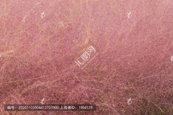 粉黛