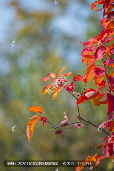 紅葉