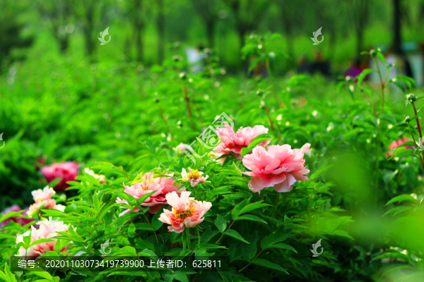芍藥