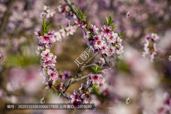 桃花