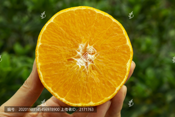 愛媛38號果凍橙