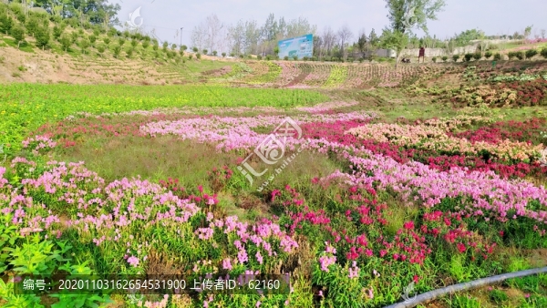 花海