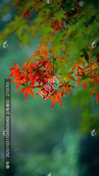 深秋紅葉