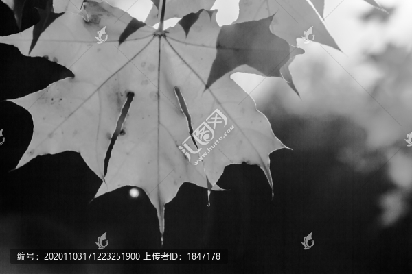 楓葉