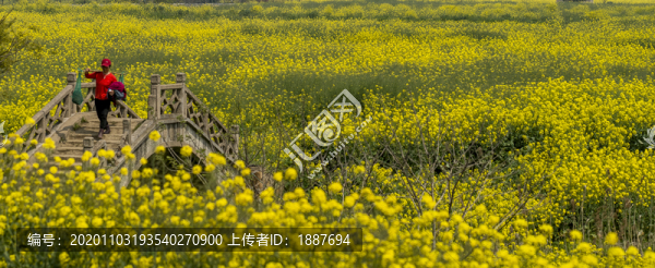 油菜花海