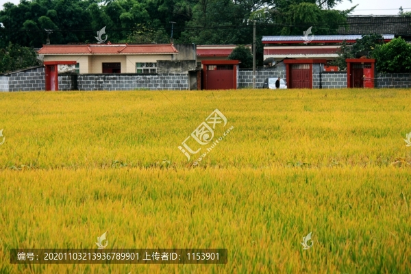 農(nóng)家稻田