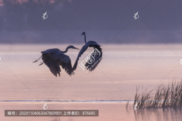 蒼鷺