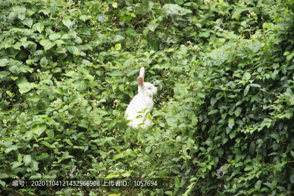 新會(huì)動(dòng)物園的小白兔