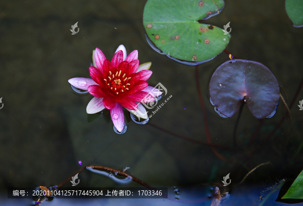 睡蓮
