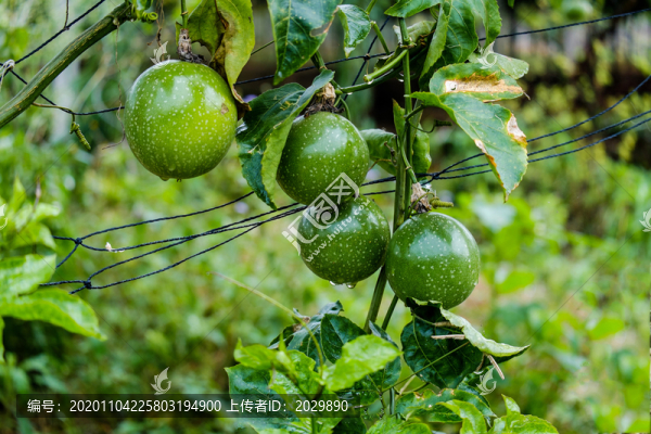 黃金百香果園