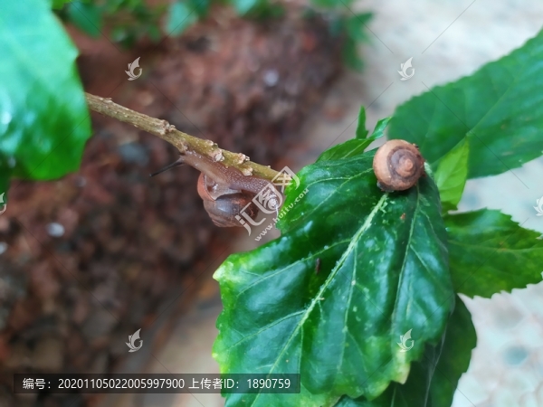 蝸牛
