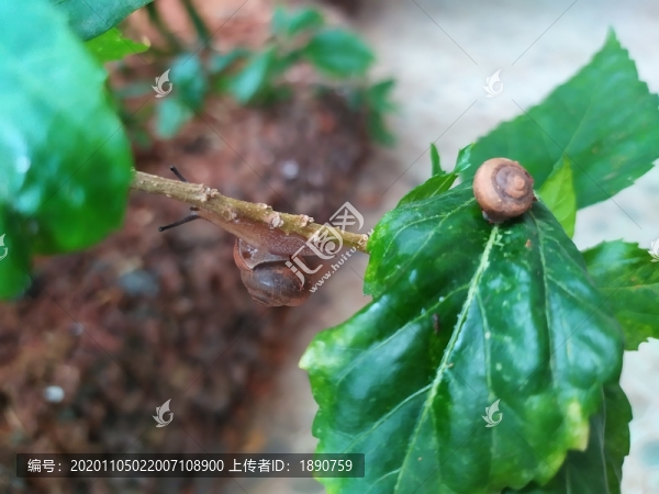 蝸牛