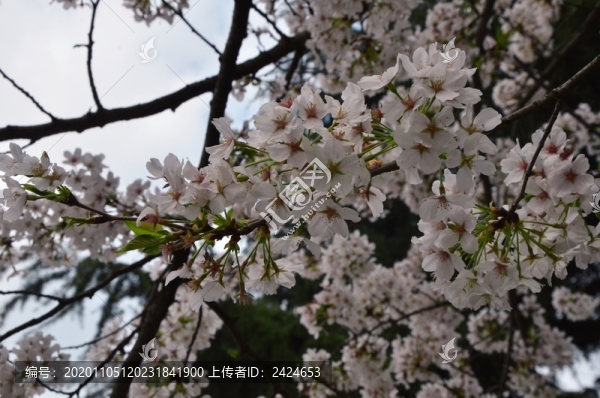 櫻花