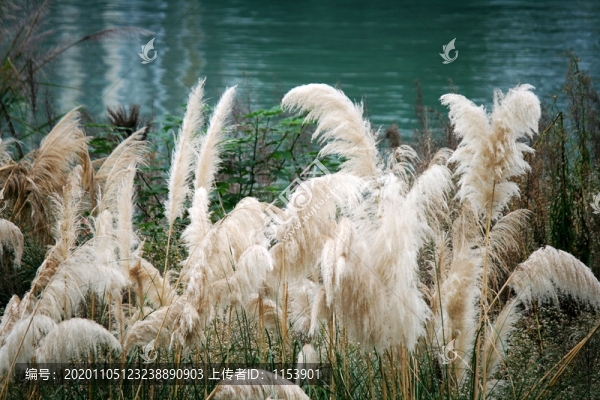 蘆葦花