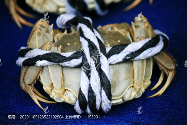 被綁的大閘蟹