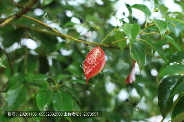 秋天紅葉