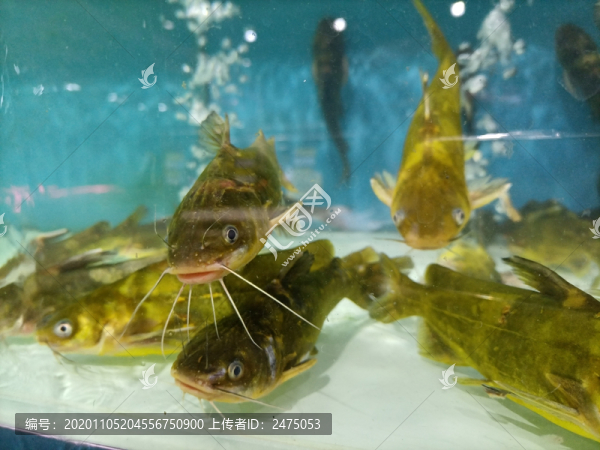 黃骨魚(yú)