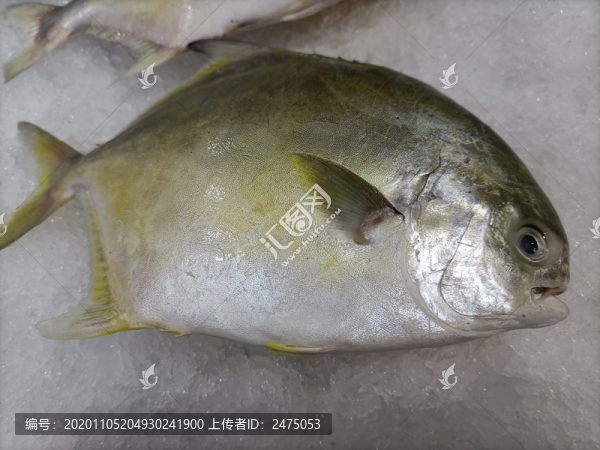 冰鮮金鯧魚