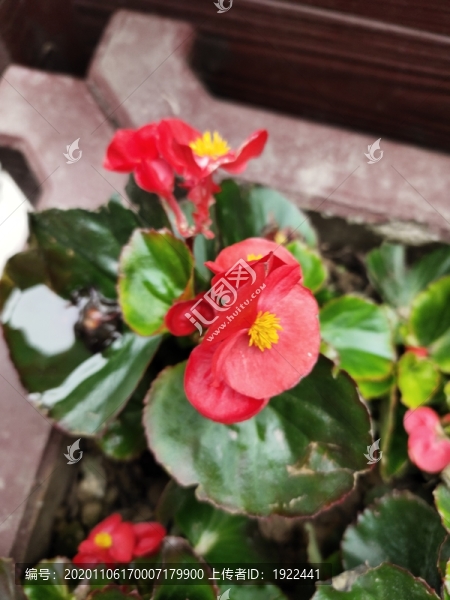 四季海棠