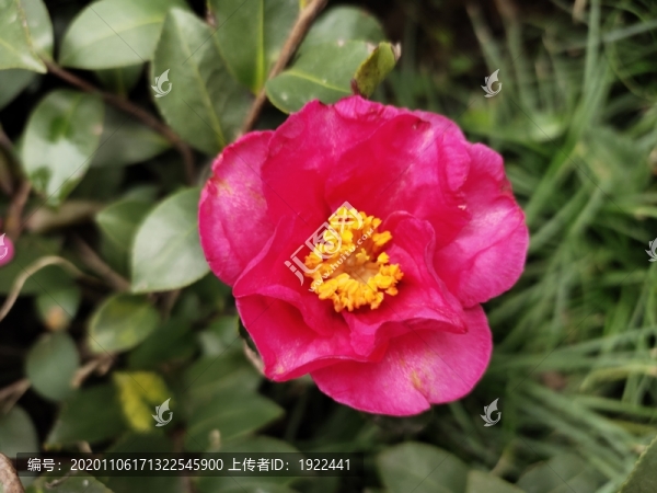 粉色茶花