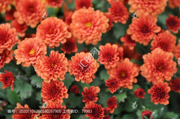 紅色菊花