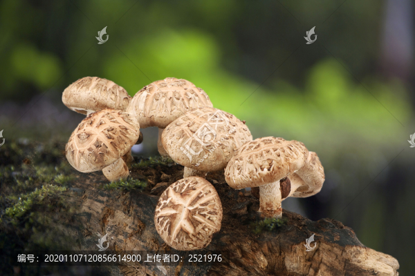 椴木香菇