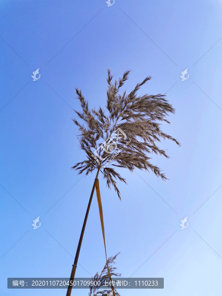 蘆葦花