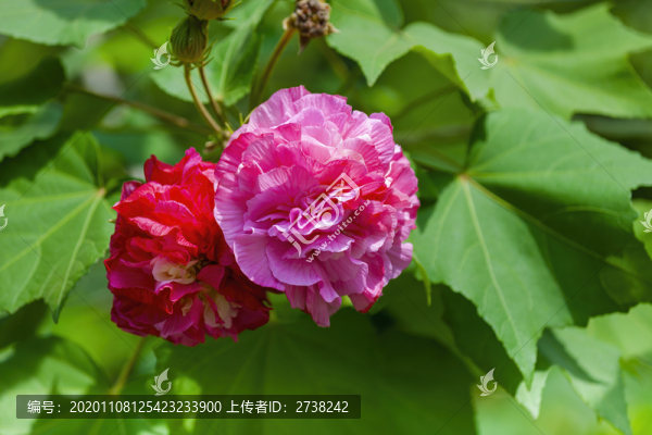 木芙蓉
