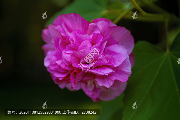 木芙蓉