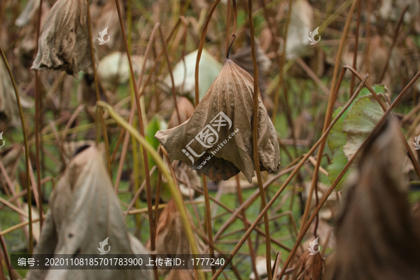殘荷