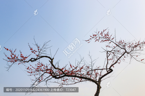 杭州靈峰探梅
