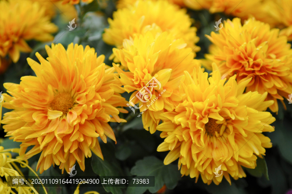 小菊花