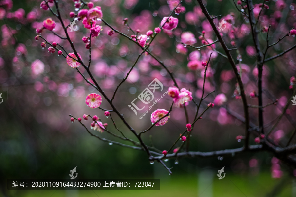 杭州靈峰探梅