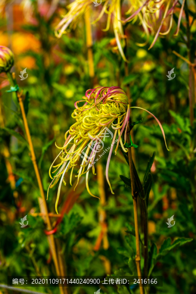 菊花