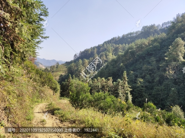 綠植與青山