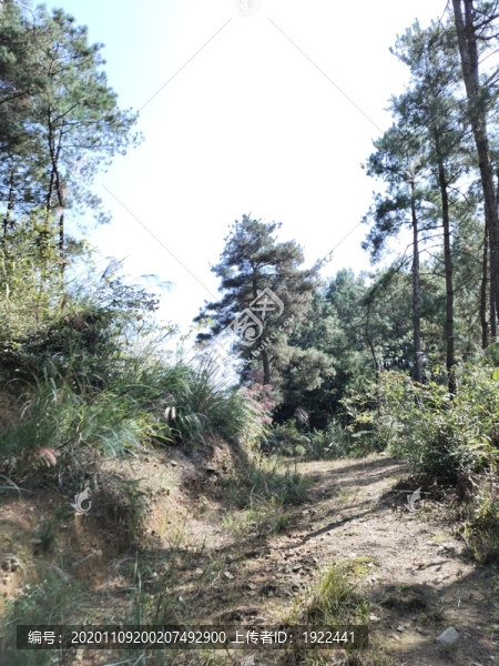 深山老林與毛路