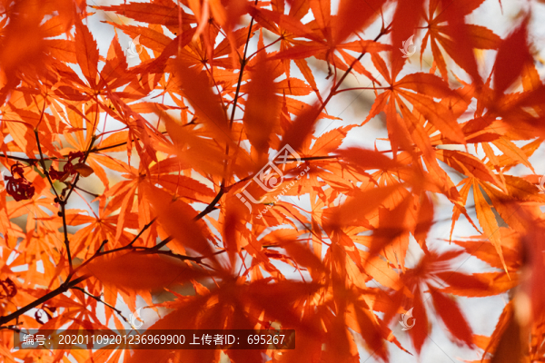 黃色楓葉