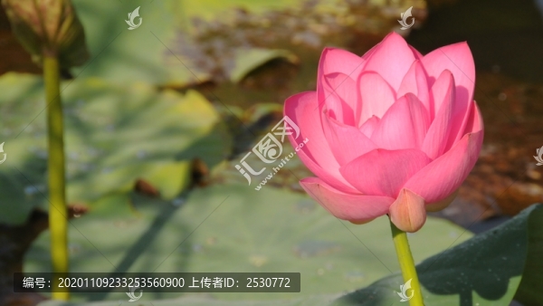 荷