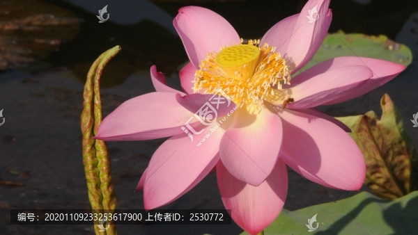 荷