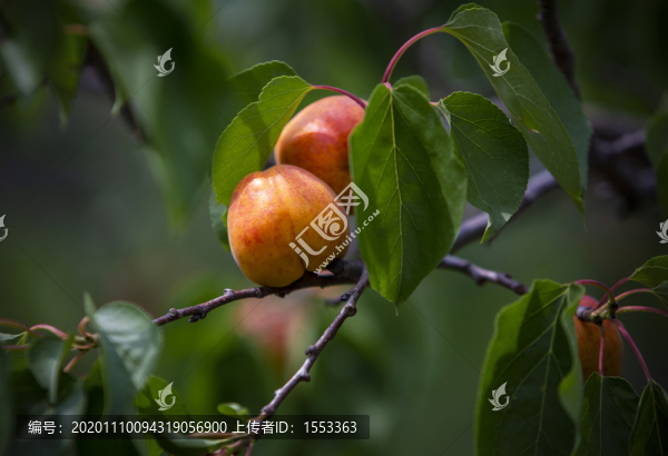 紅杏