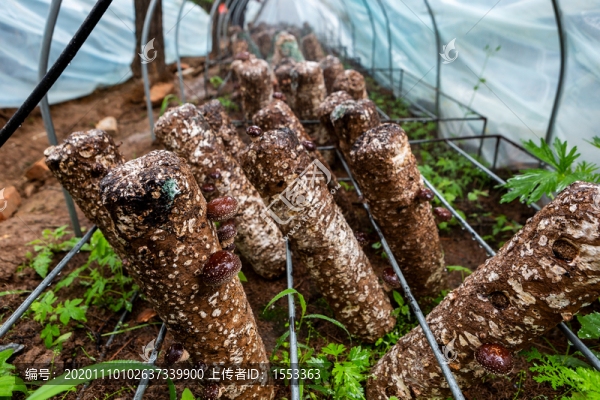 香菇種植