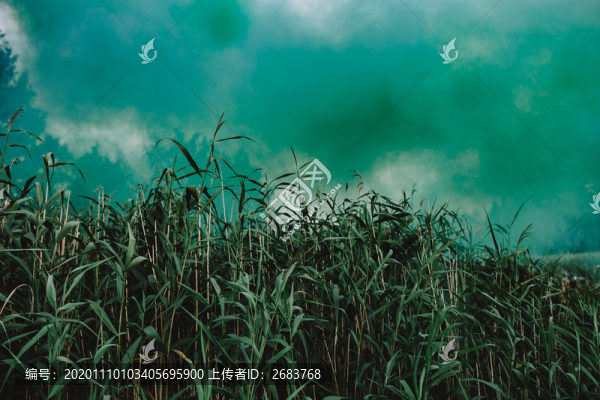 蘆葦