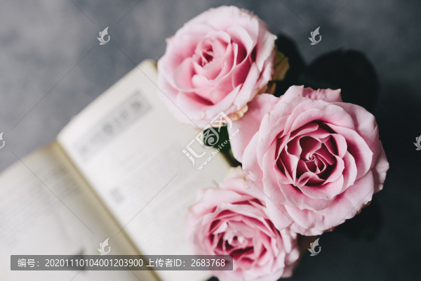 藍(lán)色風(fēng)暴月季花