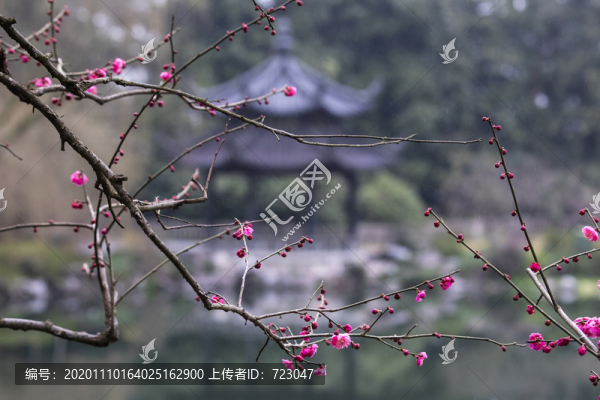 杭州花港觀魚公園探梅