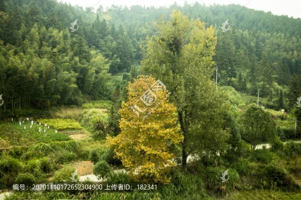 鄉(xiāng)間道路樹