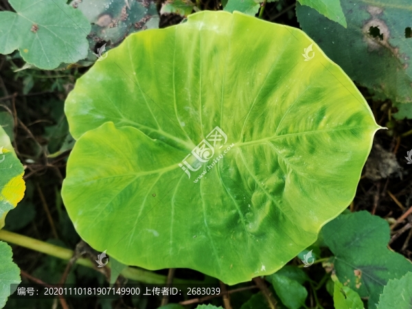 野芋葉