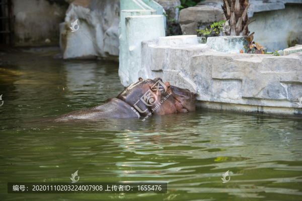 水中河馬