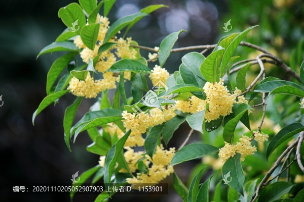 桂花