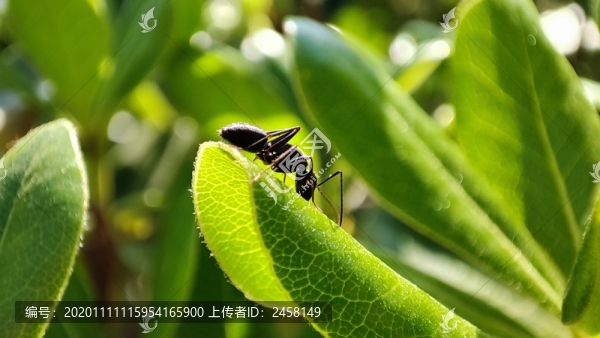 螞蟻
