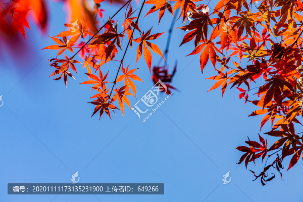 紅楓